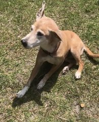 Scruffy - Mixed Breed Dog