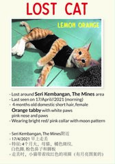 Lemon Orange (Kitten) - Domestic Short Hair + Domestic Medium Hair Cat