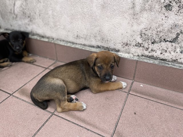 Bear-ly - Mixed Breed Dog