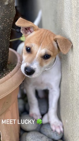 Lucky, Happy And Smokey  - Mixed Breed Dog