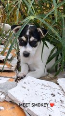 Lucky, Happy And Smokey  - Mixed Breed Dog