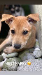 Lucky, Happy And Smokey  - Mixed Breed Dog