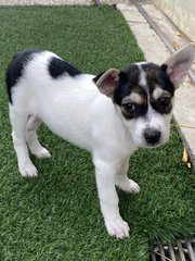 Lucky, Happy And Smokey  - Mixed Breed Dog