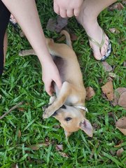 Lucky, Happy And Smokey  - Mixed Breed Dog