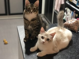 Rusty &amp; Rio - Domestic Medium Hair Cat