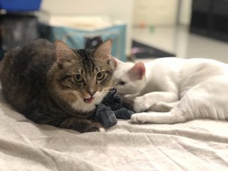 Rusty &amp; Rio - Domestic Medium Hair Cat