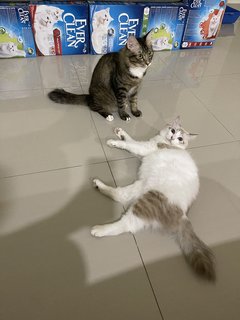 Rusty &amp; Rio - Domestic Medium Hair Cat