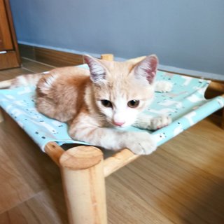 Snowy - Domestic Medium Hair Cat