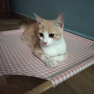 Snowy - Domestic Medium Hair Cat