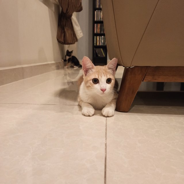 Snowy - Domestic Medium Hair Cat