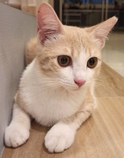 Snowy - Domestic Medium Hair Cat