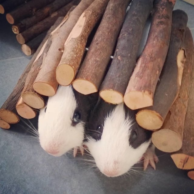 Zebra And Panda (Bonded Guinea Pigs) - Guinea Pig Small & Furry