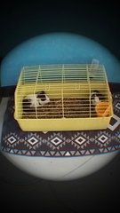 This cage will be given with the 2 guinea pigs