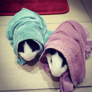 We hate baths, but don't we look cute in our towels?