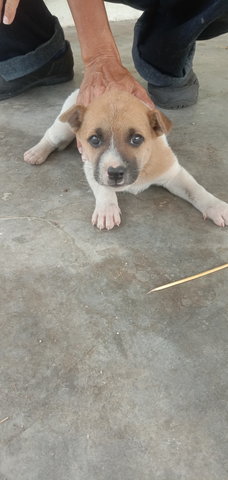 Daniel Boy - Mixed Breed Dog