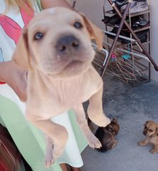 Boboi - Labrador Retriever Mix Dog