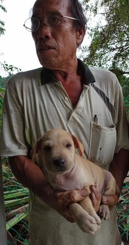 Boboi - Labrador Retriever Mix Dog