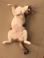 Waiting for her tummy rubs