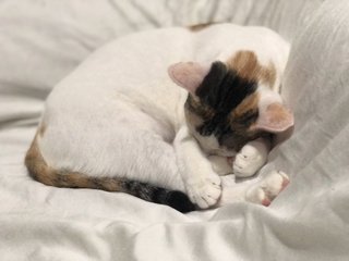 Snuggles loves to curl up and sleep at night