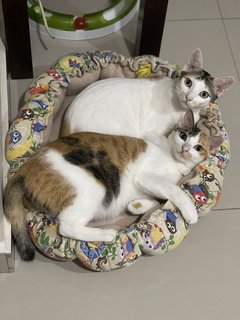 Snuggles &amp; Nuggets, The Duo Sisters - Domestic Short Hair Cat