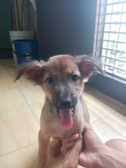 Siblings For Adoption - Mixed Breed Dog