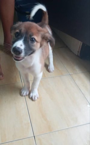 Siblings For Adoption - Mixed Breed Dog