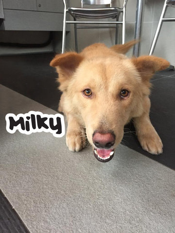 Milky - Mixed Breed Dog