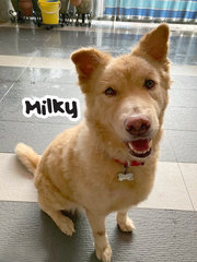 Milky - Mixed Breed Dog