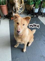 Milky - Mixed Breed Dog