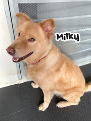 Milky - Mixed Breed Dog