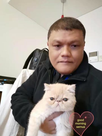 Orient - Exotic Shorthair Cat