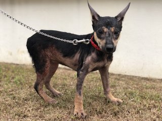 Poopoo - Mixed Breed Dog