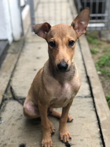 Mac - Mixed Breed Dog