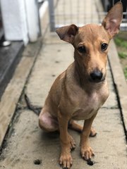 Mac - Mixed Breed Dog