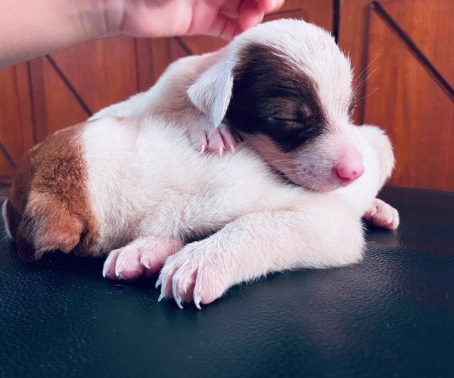 Milk Chocolate - Terrier Mix Dog