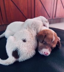 Milk Chocolate - Terrier Mix Dog