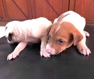 Milk Chocolate - Terrier Mix Dog