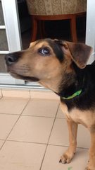 Lexi - Mixed Breed Dog