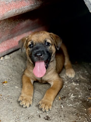 Brownie - Mixed Breed Dog