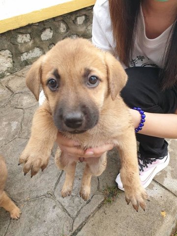 Shin Chan - Mixed Breed Dog