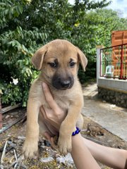 Shin Chan - Mixed Breed Dog