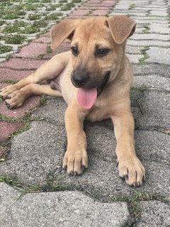 Blush - Mixed Breed Dog