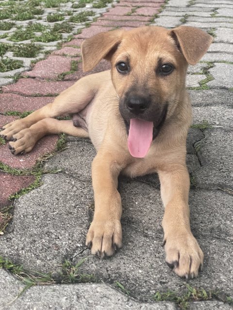 Blush - Mixed Breed Dog