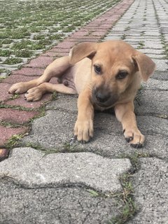 Blush - Mixed Breed Dog