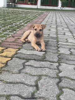 Blush - Mixed Breed Dog