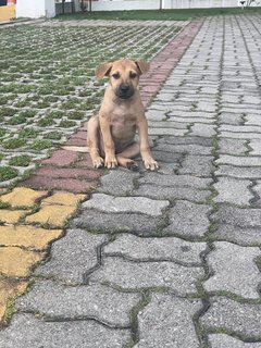 Blush - Mixed Breed Dog