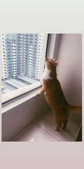 Kyuee - Domestic Short Hair Cat