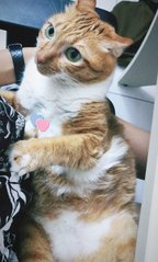 Kyuee - Domestic Short Hair Cat