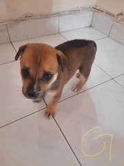 For New Owner To Decide - Mixed Breed Dog