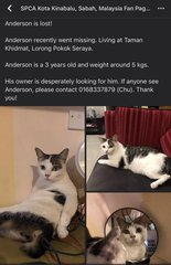 Anderson - Japanese Bobtail + Domestic Short Hair Cat